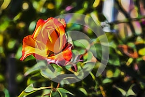 Close up red and yellow rose and green leaves