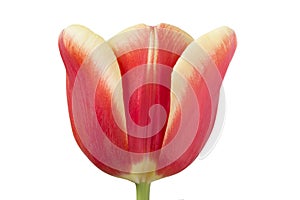 Close up of red with yellow tulip