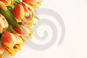 Close up of red and yellow tulip flowers  on white. Colorful bouquet of fresh spring tulip flowers