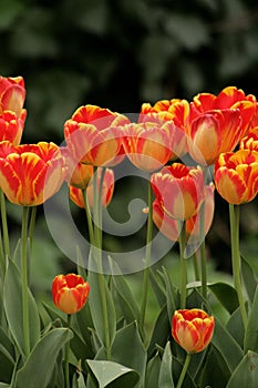 Close up red and yellow tulips in a garden