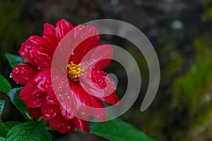 Close up of red zinnia flower