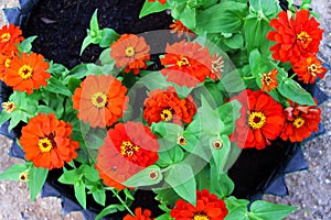 Red zinnia violacea flowers with green leaves blooming in pot on ground top view background