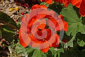 Close-up of red zonal geranium flower