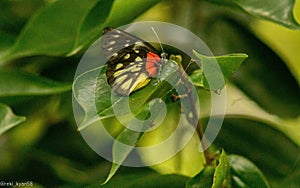 Close-up of a redbase Jezebel (Delias pasithoe) butterfly perched atop a lush leaf photo