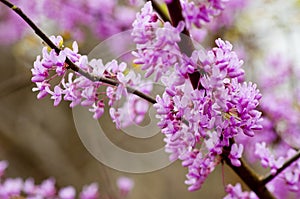 Close up of Redbud Trees in bloom.