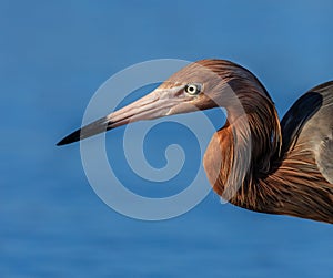 Close up of Reddish Egret beak and head