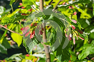 A close up of reddish-pink maturing fruits of Acer tataricum subsp. ginnala Tatar maple or Tatarian maple