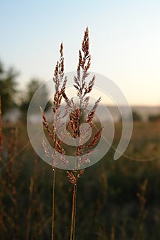 A close up of reddish spikelets of wood small-reed or bushgrass (Calamagrostis epigejos) in dew drops on a autumn