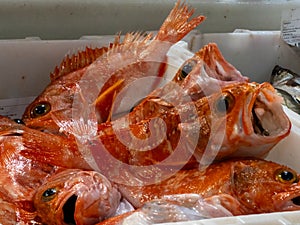 Close-up of redfishes (sebastes) offered on a fish market