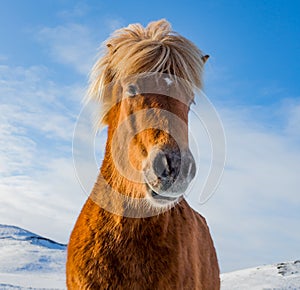 Close up of redish Iceland hore with thick fur and mane.CR2