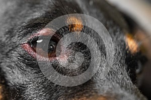 Close up of redness and bump in the eye of a dog.  conjunctivitis eyes of dog. Medical and Health care of pet concept