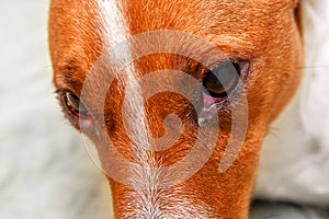 Close up of redness and bump in the eye of a dog. conjunctivitis eyes of dog. Medical and Health care of pet concept