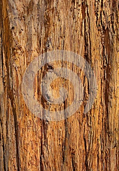 Close Up of Redwood Bark for background