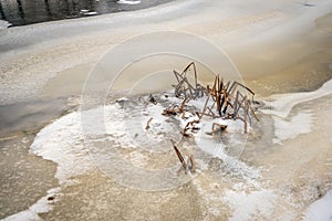 Close-up of reed plants in the ice