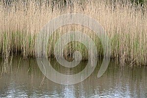 Close Up Reeds In The Water At Abcoude The Netherlands 8-4-2024 photo