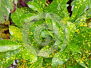 Close up of refreshing young green-yellow Croton tree`s leaves