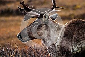 Close-up of a reindeer with its antlers prominently displayed in the field