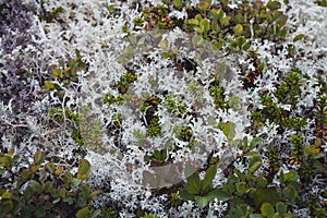 Close up of reindeer moss and other arctic plants.