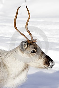 Close up of a Reindeer / Rangifer tarandus in winter