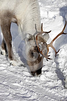 Close up of a Reindeer / Rangifer tarandus in winter