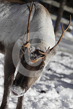 Close up of a Reindeer / Rangifer tarandus in winter