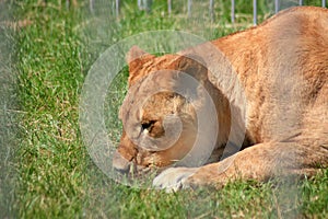 Close-up of a relaxed lioness resting in the shade on green grass behind a wire fence at a zoo or wildlife sanctuary. Animal