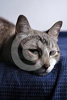 Close-Up of a Relaxed Tabby Cat Resting photo