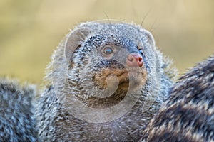 Close-up of relxaning otter