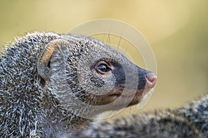 Close-up of relxaning otter