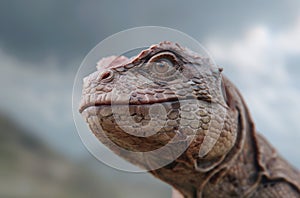 close-up of a reptile's head
