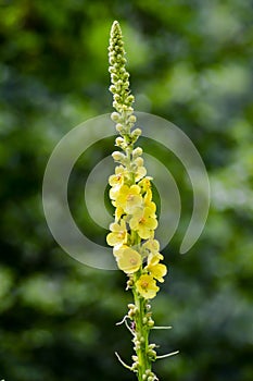 Close up of Reseda luteola, known as dyer rocket, dyer weed photo