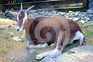 Close Up of a Resting Goat