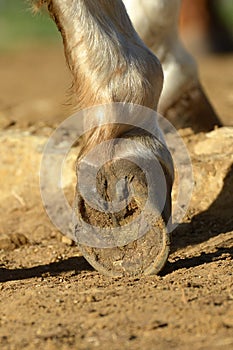 Close-up of resting horse foot