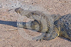 Close up of a Resting Nile Crocodile