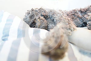 Close up of sleeping grey dwarf poodle dog