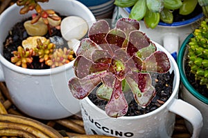 close up of reused, recycle, re-purposed cup and mugs for succulents covered in rain drops photo