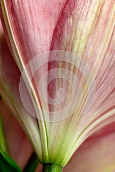 Close-up of reverse pastel pink lily flower