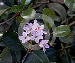 Rhaphiolepis umbellata photo