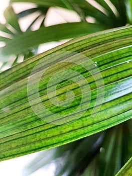 Close-up of a Rhapis excelsa leaf.