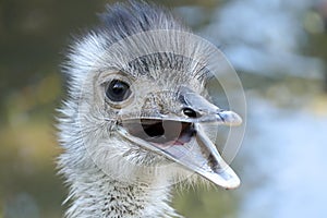 Close up of Rhea head