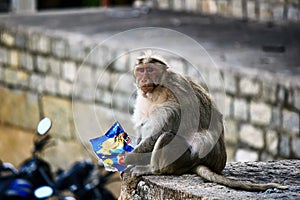 Close up of The rhesus macaque or Macaca mulatta Monkey eating stolen bag of potato chips from some people who were walking in