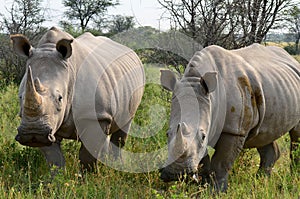 Close up of rhino in Khama reserve,Botswana