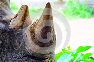 Close up rhino in zoo thailand