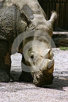 Close up of a rhinoceros