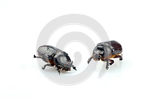 Close-up of a rhinoceros beetle separated on a white background. Female and male of the European rhinoceros beetle