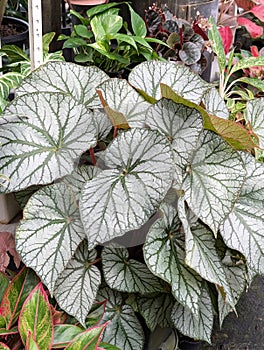 Close up of rhizomatous begonia u400