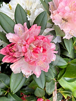 A close up of a Rhodedendron
