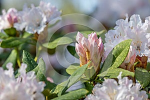 Close-up of Rhododendron blooming
