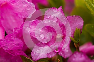 Close-up of rhododendron flowers with water drops