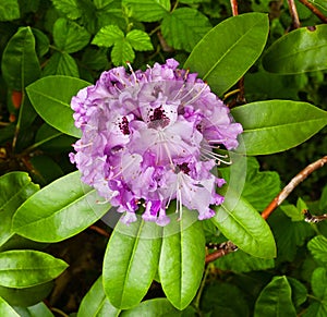 Close up of Rhododendron purple flowers. Baden-Baden, Germany